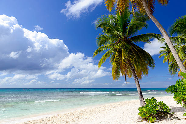 istock Caribbean wild beach, Punta Cana 465280419
