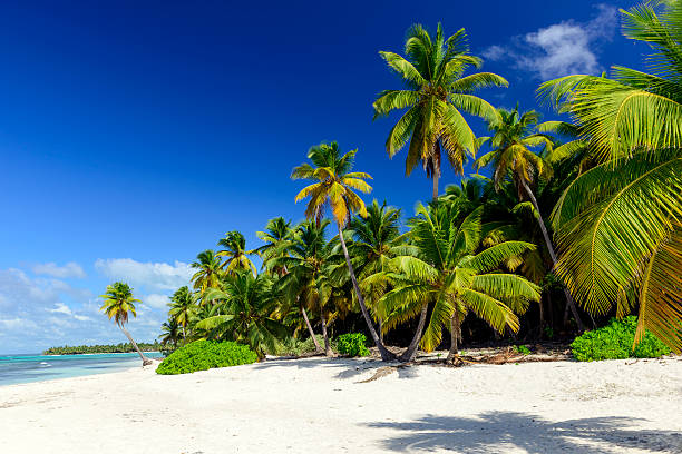 istock Caribbean wild beach, Punta Cana 465280435