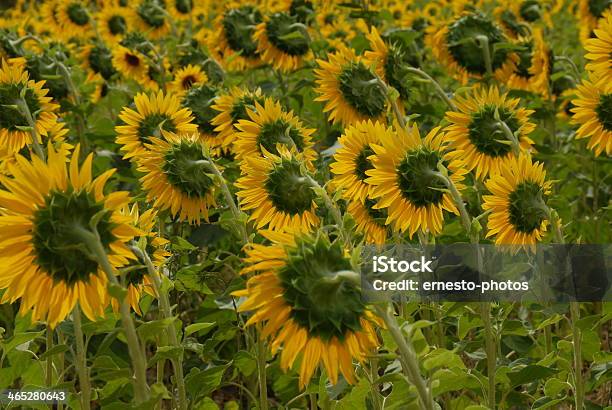 Sonnenblume 0명에 대한 스톡 사진 및 기타 이미지 - 0명, 굴광성, 꽃-꽃의 구조