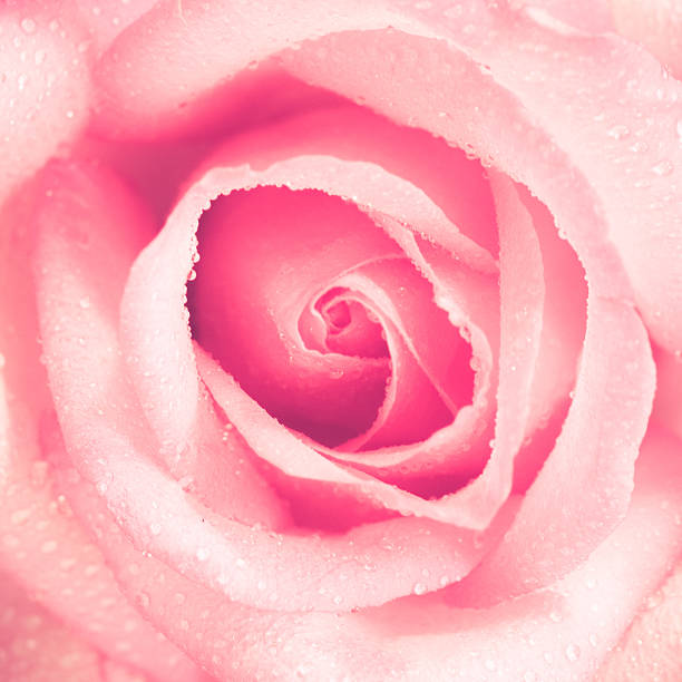 istock flowers rose with filter effect retro vintage style 465281610