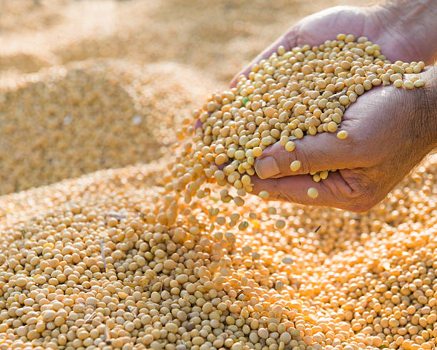 istock soy beans after harvest 465285327