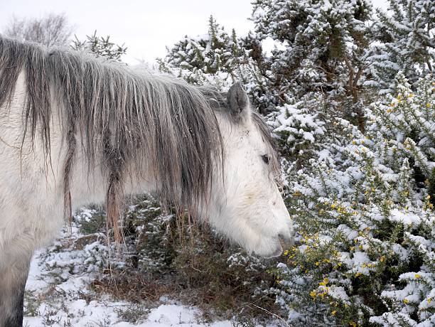 istock wild grey horse eating gorse new forest winter snow 465285868