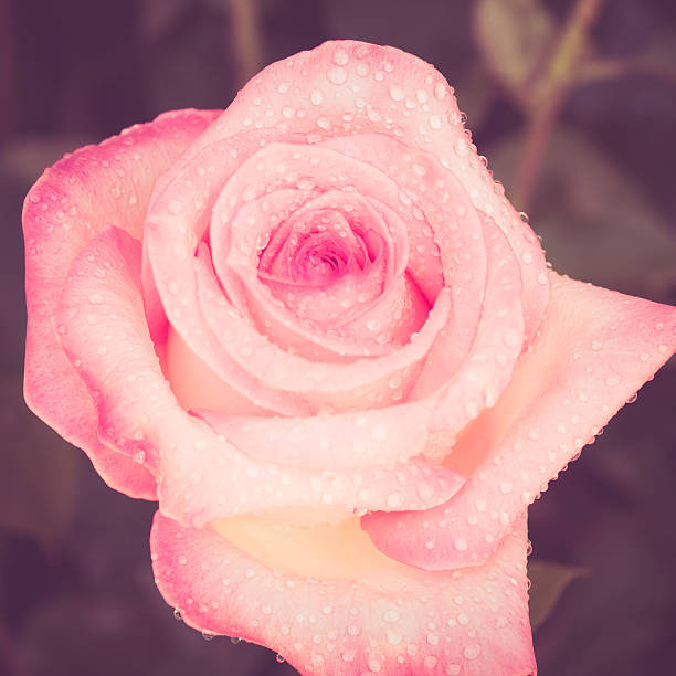 istock flowers rose with filter effect retro vintage style 465285942