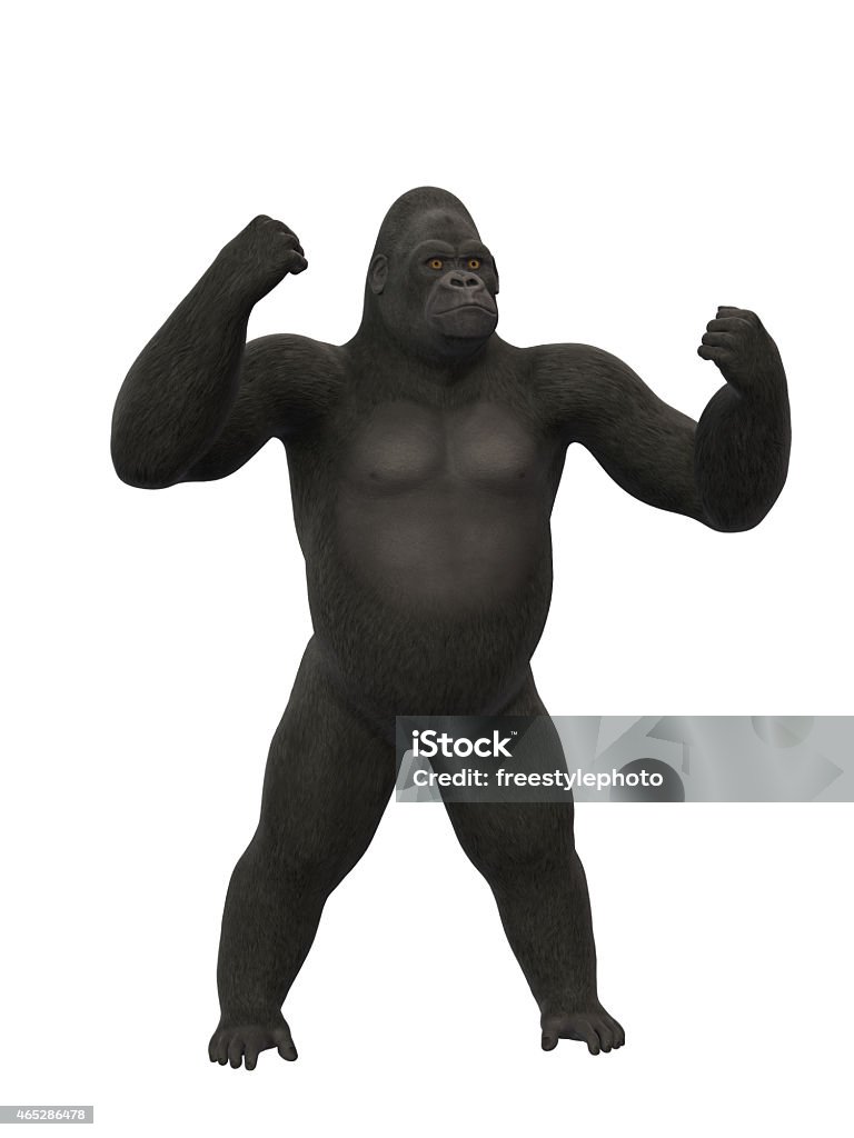 Gorilla chest thumping Silverback Gorilla chest thumping on white background Gorilla Stock Photo