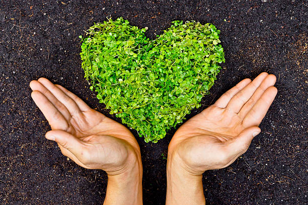 istock Two hands holding green heart shaped plants on soil 465287273