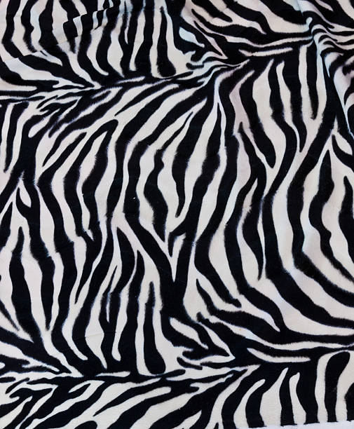 istock real white bengal tiger skin 465287423