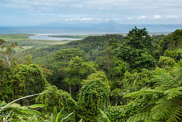 istock Daintree National Park, Cape Tribulation, Australia 465287659