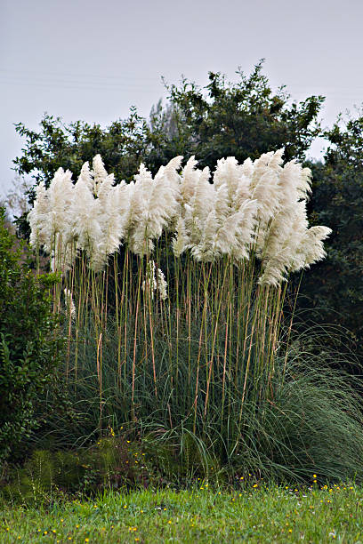 istock Cortaderia selloana 465289224
