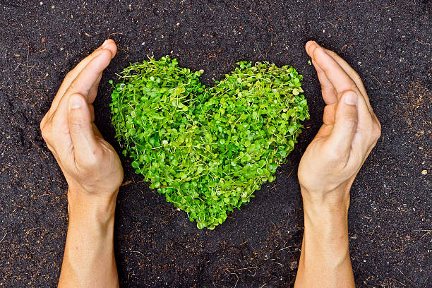 istock hands holding green heart shaped tree 465289273