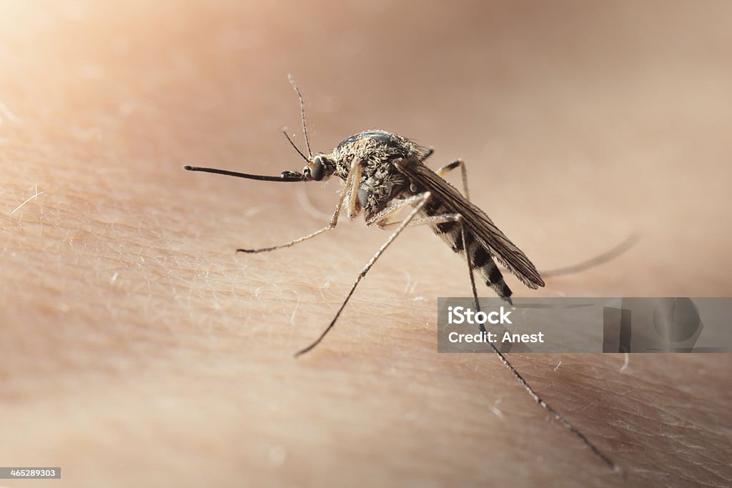 Macro de bloodsucker mosquito en piel humana - Foto de stock de Aguijón libre de derechos