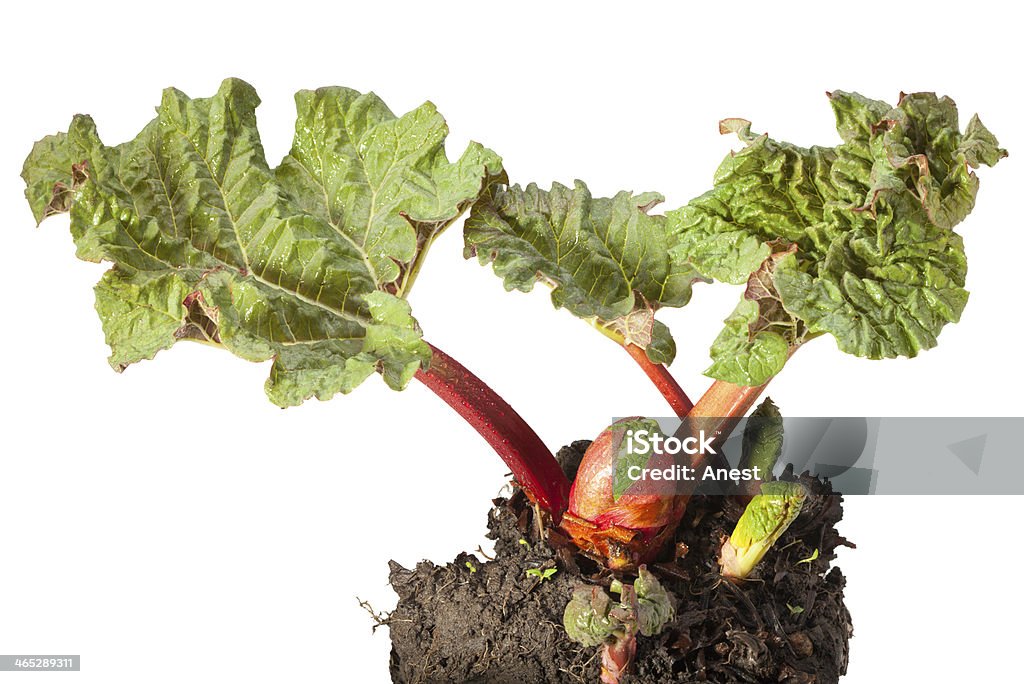 Dew drops on rhubarb first leaves Macro of pieplant (Rheum rhaponticum) with water drops at spring isolated on white Agriculture Stock Photo