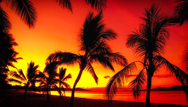istock Palms silhouettes on a tropical beach at sunset 465289445