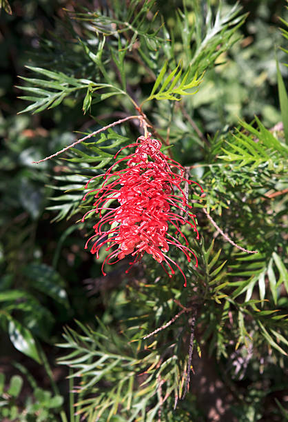 Grevillea juniperina. Exotic tropical flower. grevillea juniperina stock pictures, royalty-free photos & images