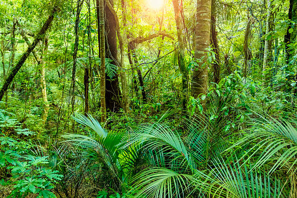 istock Lush Green Tropical Jungle 465289986