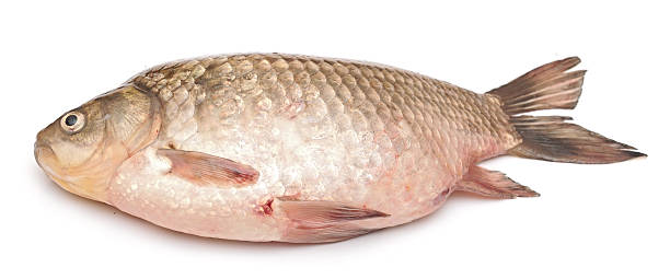 istock Crucian carp isolated on white background 465290351