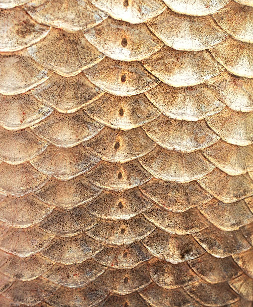 istock Crucian carp scales, close-up - natural texture, macro shot 465290369
