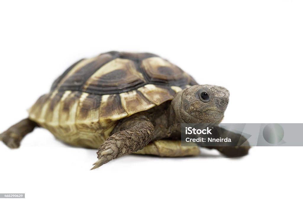 Young turtle on a white background Testudo hermanni tortoiseon a white isolated background Tortoise Stock Photo