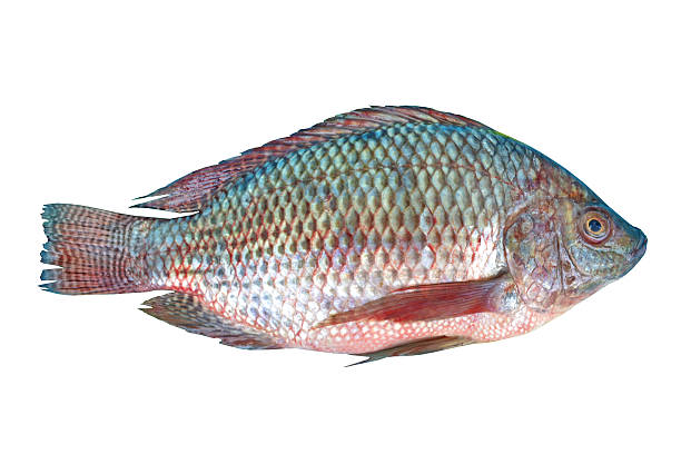 Nile Tilapia fish Nile Tilapia fish on white background rudd fish stock pictures, royalty-free photos & images