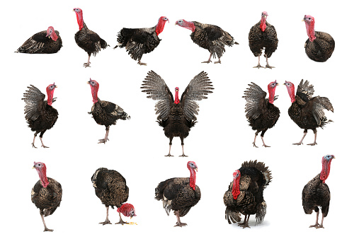 turkey-cocks lying on a white background