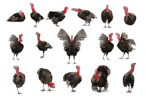 Turkey turkey-cocks lying on a white background turkey bird stock pictures, royalty-free photos & images