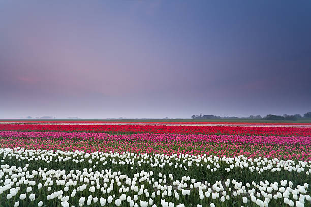 istock tulip field at sunset in spring 465292222