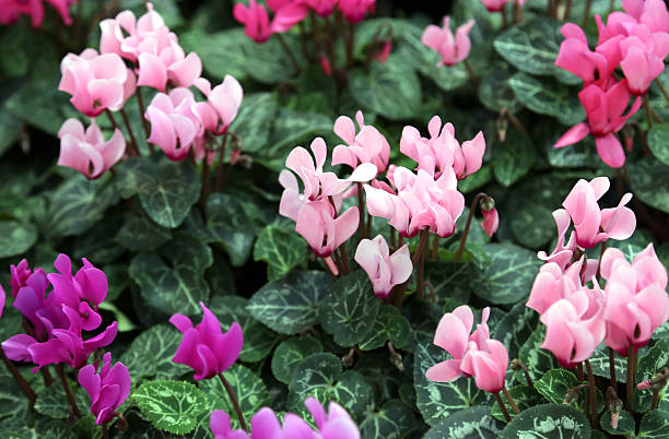 istock red purple and pink cyclamen 465292438