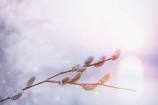 istock art spring flowering branches of willow 465292724