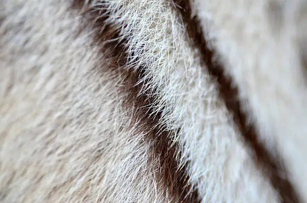 textured of real white bengal tiger fur