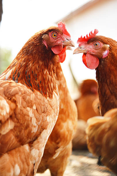 istock Chickens on traditional free range poultry farm 465295021
