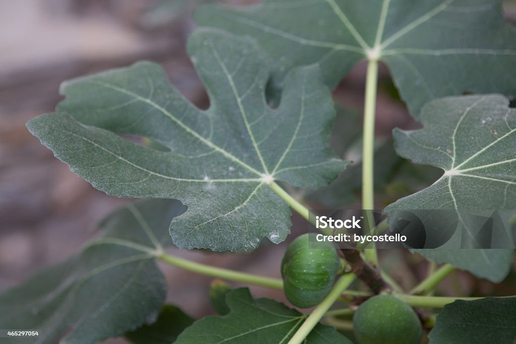 Fig Fig growing on an organic farm in Oman. 2015 Stock Photo