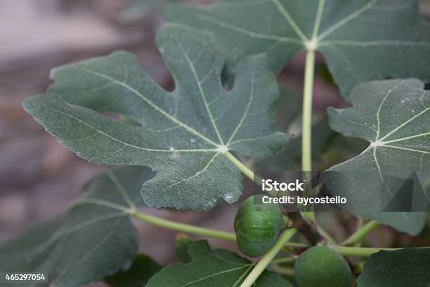 Fig Stock Photo - Download Image Now - 2015, Blade of Grass, Farm