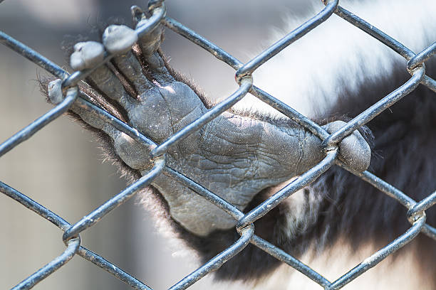istock hand animal in cage 465297374