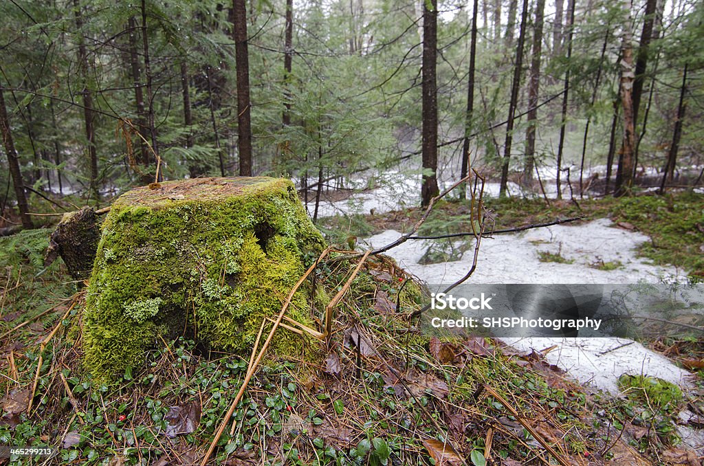 Primavera con nebbia di scongelamento 4 - Foto stock royalty-free di Inverno