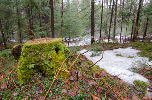 Spring thaw on a misty morning in a mixed temperate woodland forest setting.
