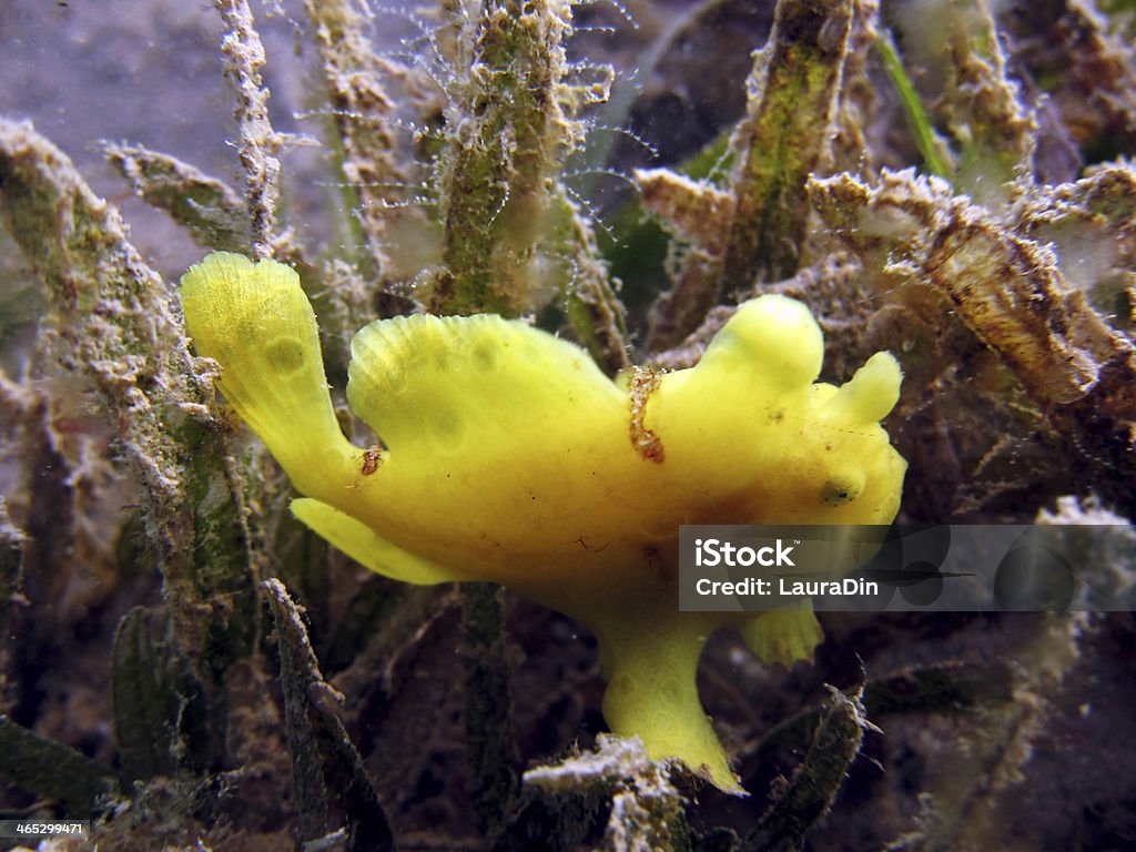 Amarelo pequeno Peixe-sapo - Royalty-free Animal em via de extinção Foto de stock