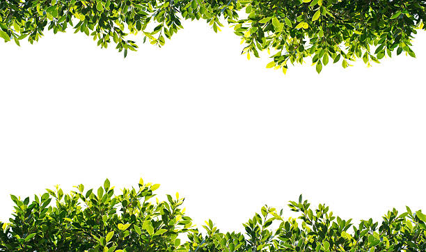 banyan green leaves isolated on white background
