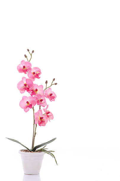 istock Close up of beautiful orchid in white pot 465301672