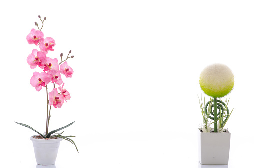 Close up of beautiful sphere shape flower and pink orchid in white pot isolated on white background with copy space on right