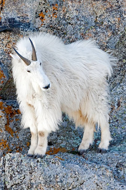 istock Mountain Goat on Harney Peak Custer State Park South Dakota 465302672