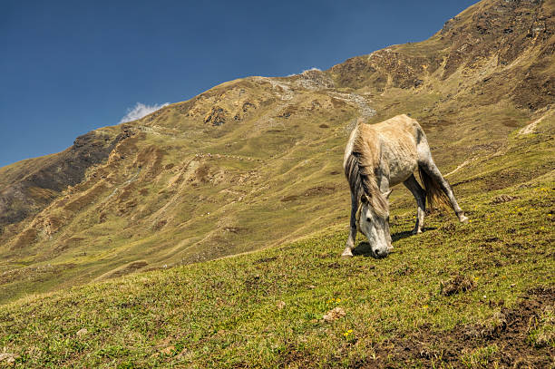istock Horse in Himalayas 465302964