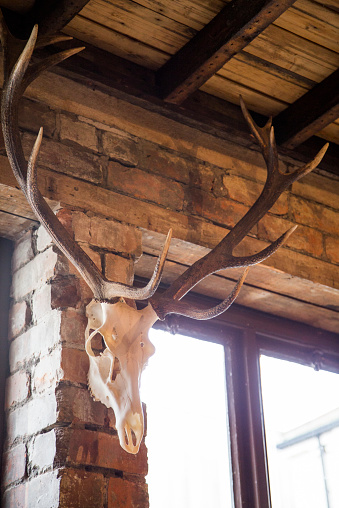 Shot of a deers skull on a pub wall.