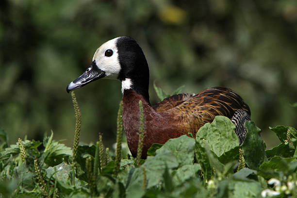 dendrocygne veuf - white faced whistling duck photos et images de collection