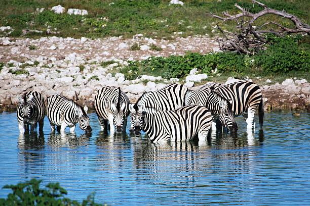 Zebras large herd at the waterhole in Etosha Nationalpark Namibia stock photo