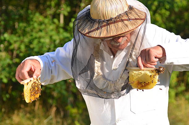 istock Experienced senior beekeeper holding honeycomb from wedding beehive in apiary 465303990