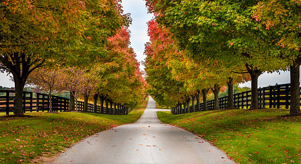 istock Horse farm alley 465306093