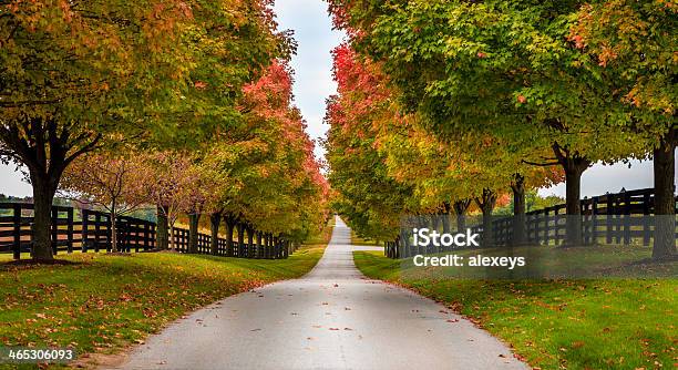 Horse Farm Alley Stock Photo - Download Image Now - Kentucky, Autumn, Farm