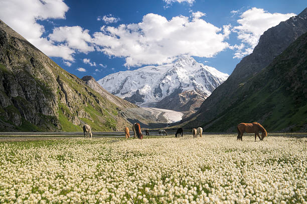 Kyrgyzstan near Karakol Herd of horses grazing in picturesque mountains in Kyrgyzstan kyrgyzstan photos stock pictures, royalty-free photos & images