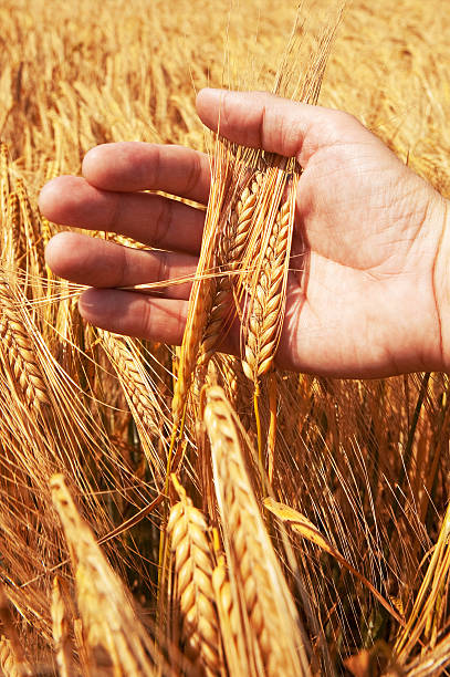 위트 귀 있는 손 - wheat whole wheat close up corn on the cob 뉴스 사진 이미지