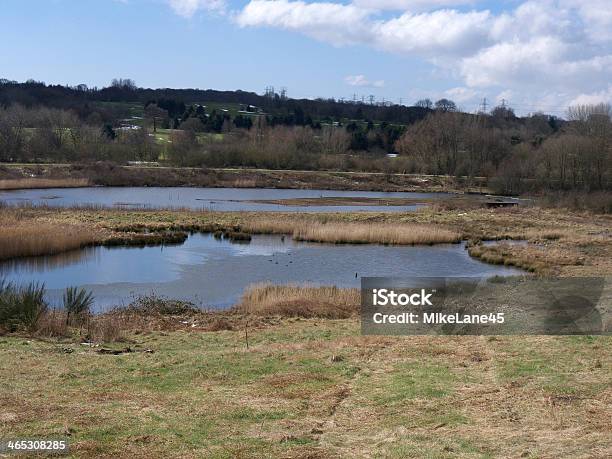 Photo libre de droit de Sandwell Rspb Réserver banque d'images et plus d'images libres de droit de Animaux à l'état sauvage - Animaux à l'état sauvage, Eau, Faune sauvage