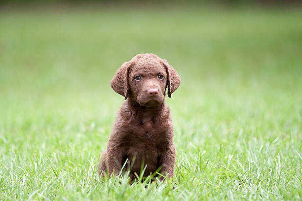 istock Dog: Retriever Puppy sitting outdoors 465308298